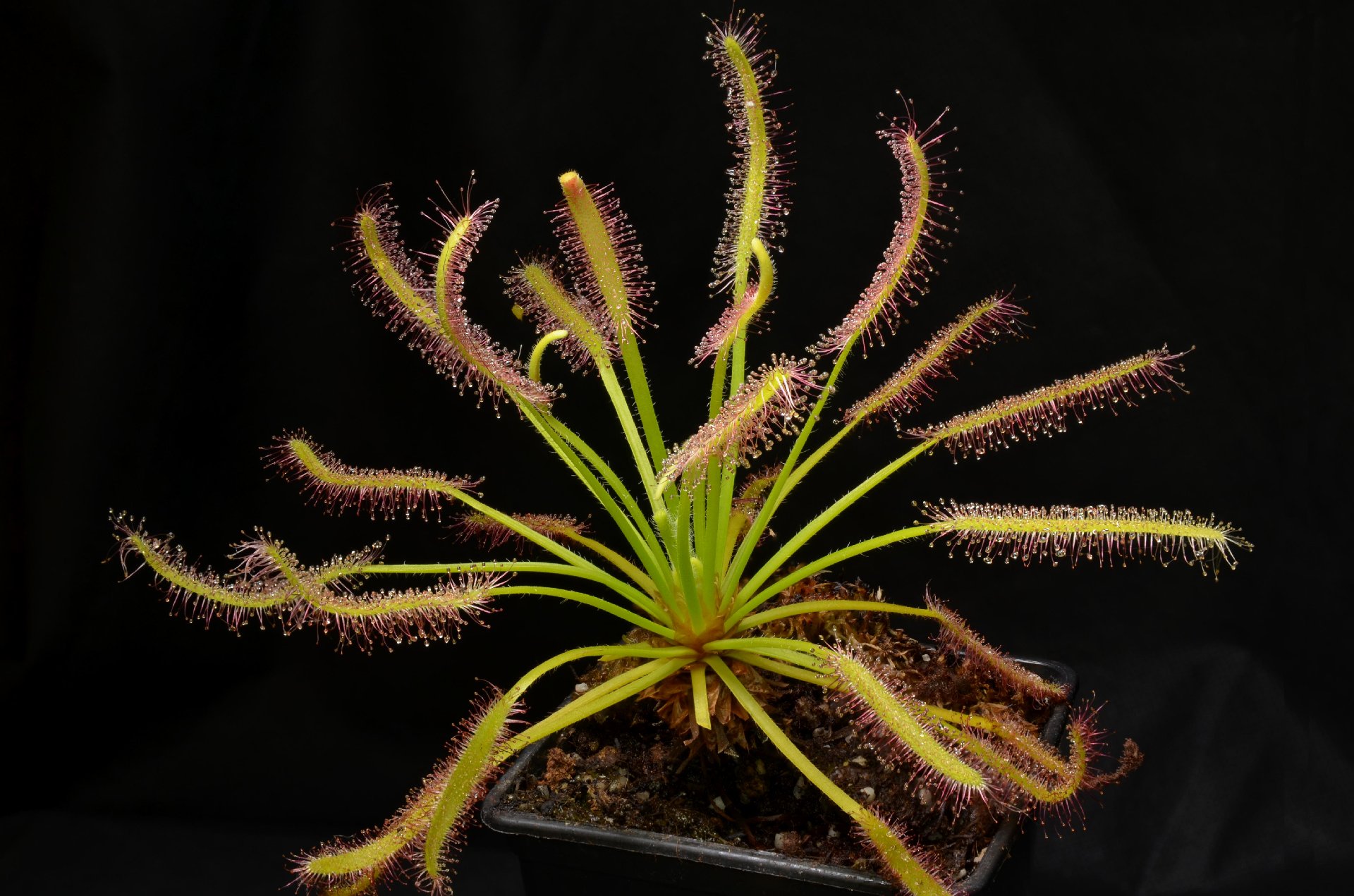 Drosera capensis 'Albino'
