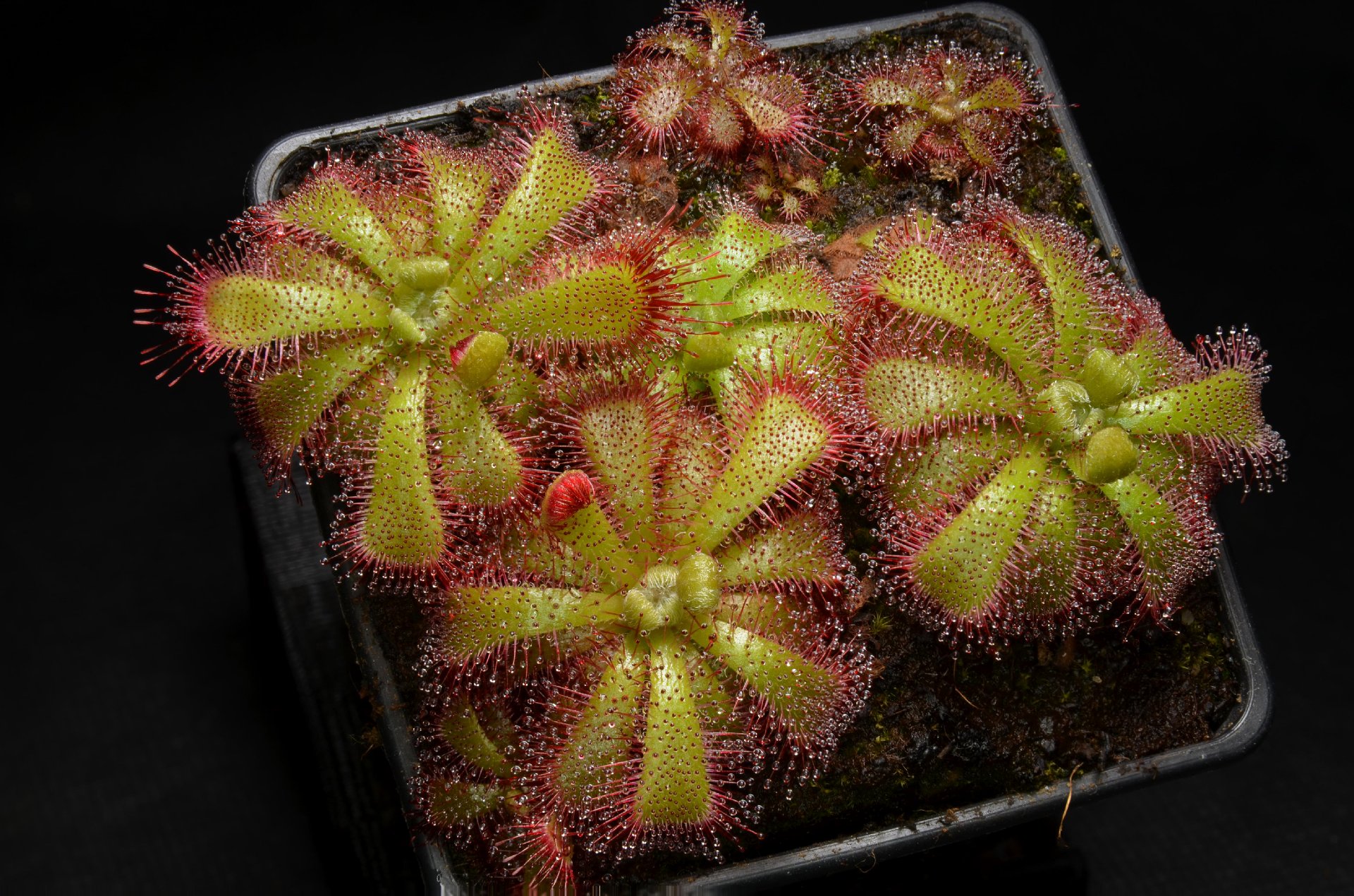 Drosera admirabilis