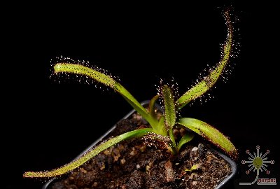 Drosera murfetii