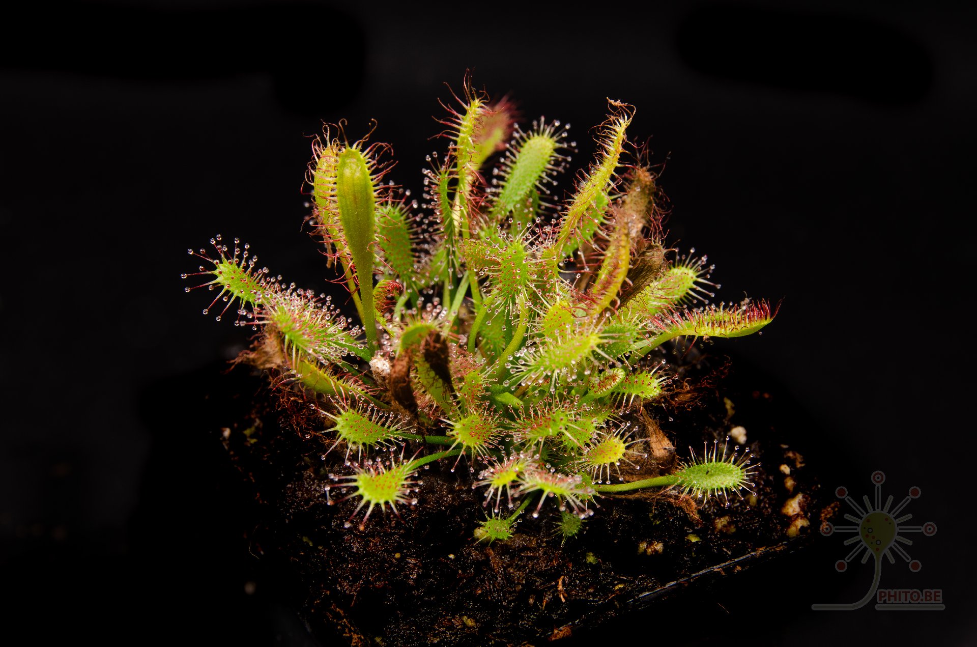 Drosera anglica