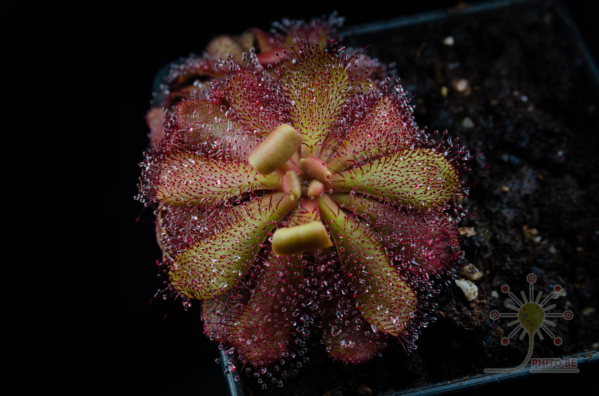 Drosera hamiltonii