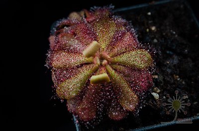 Drosera hamiltonii