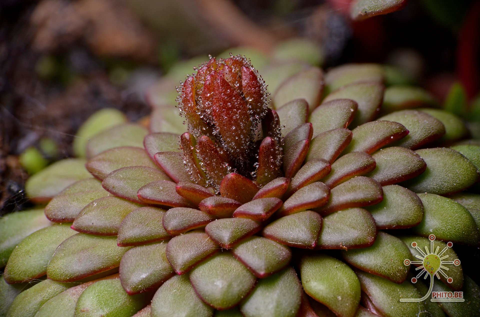 Stylidium assimile