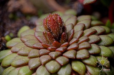 Stylidium assimile