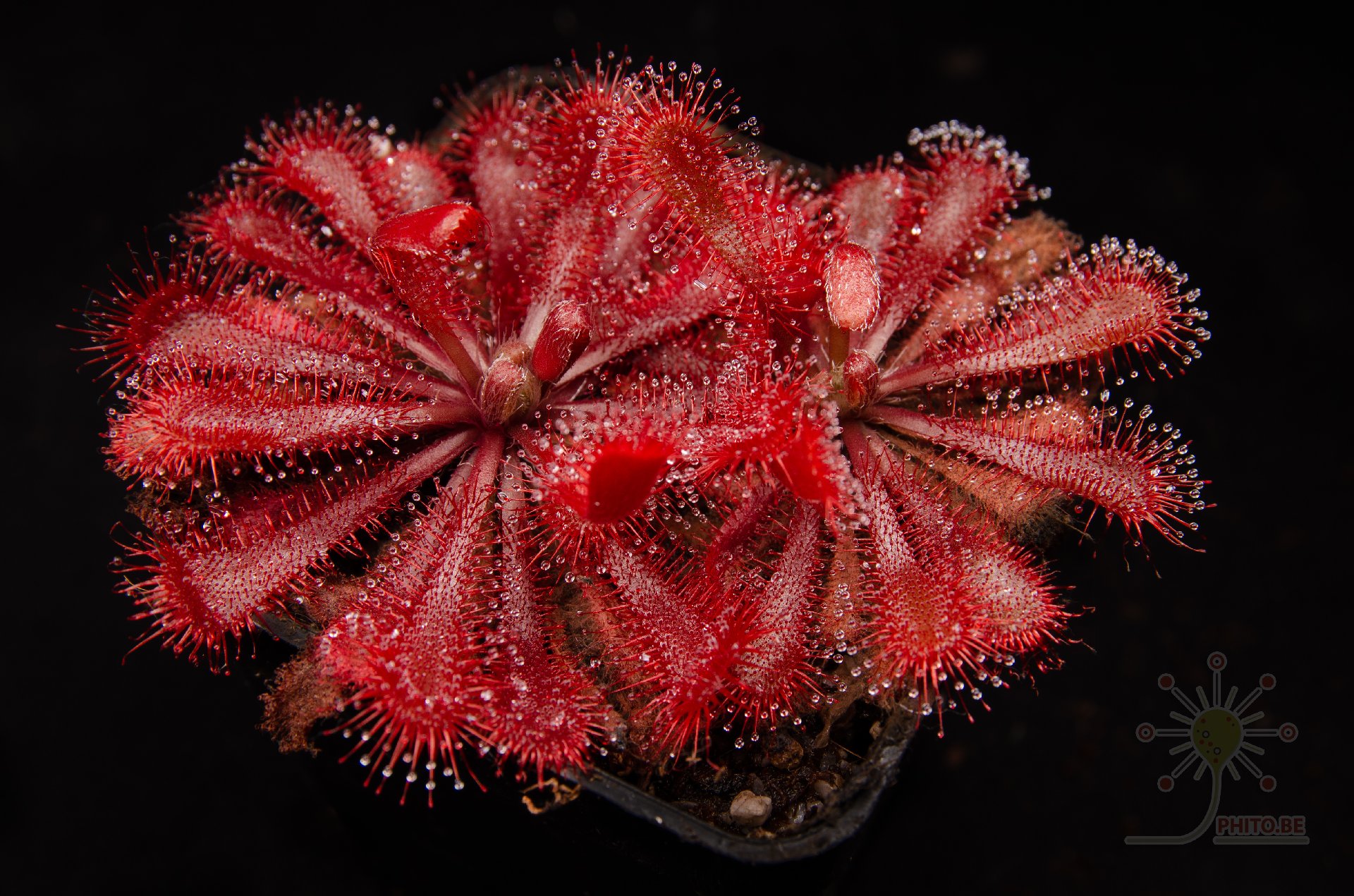 Drosera spatulata "Tamlin"