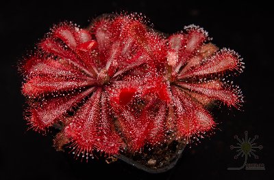 Drosera spatulata "Tamlin"