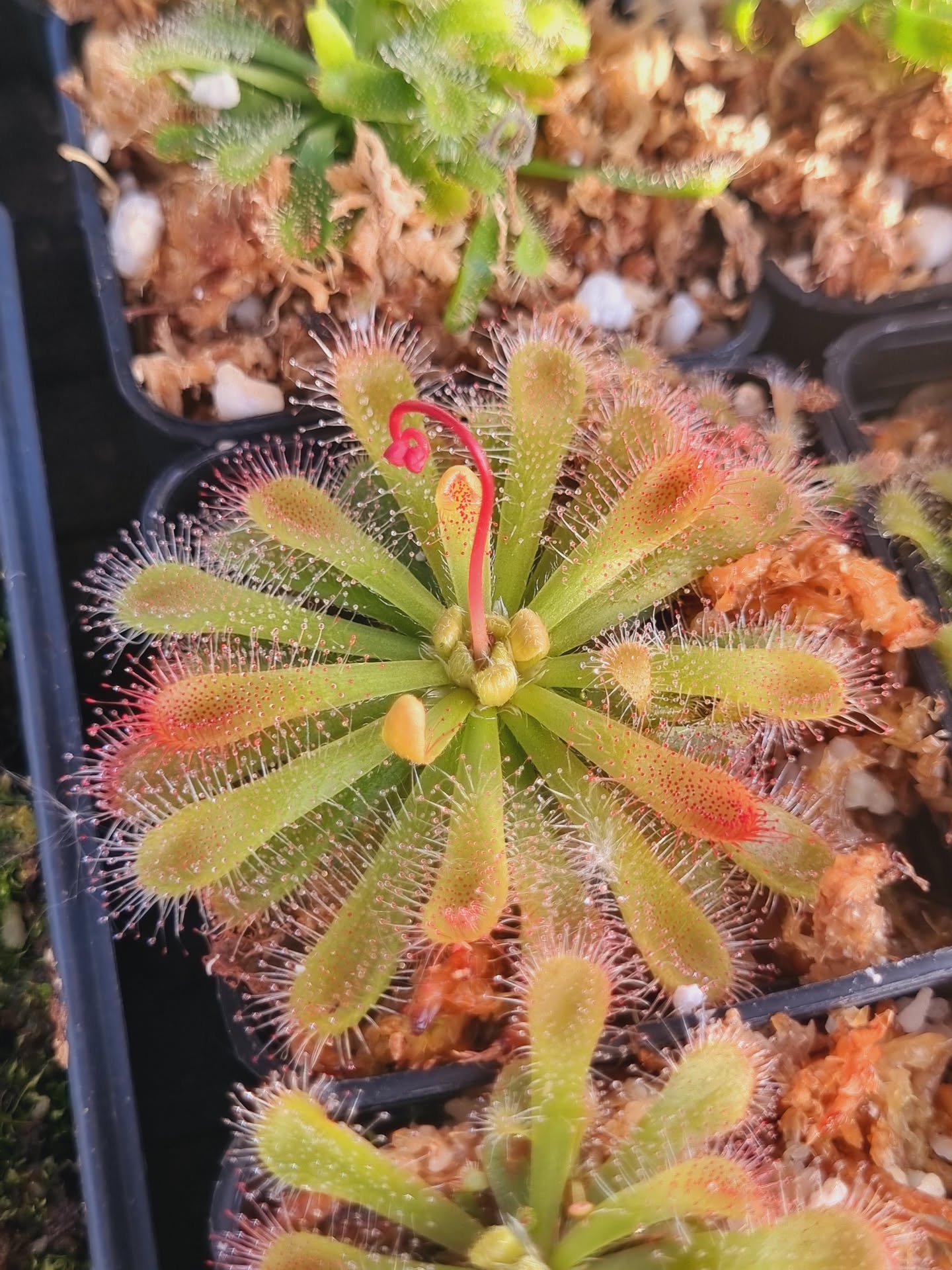 Drosera aff. esterhuyseniae