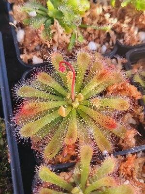 Drosera aff. esterhuyseniae