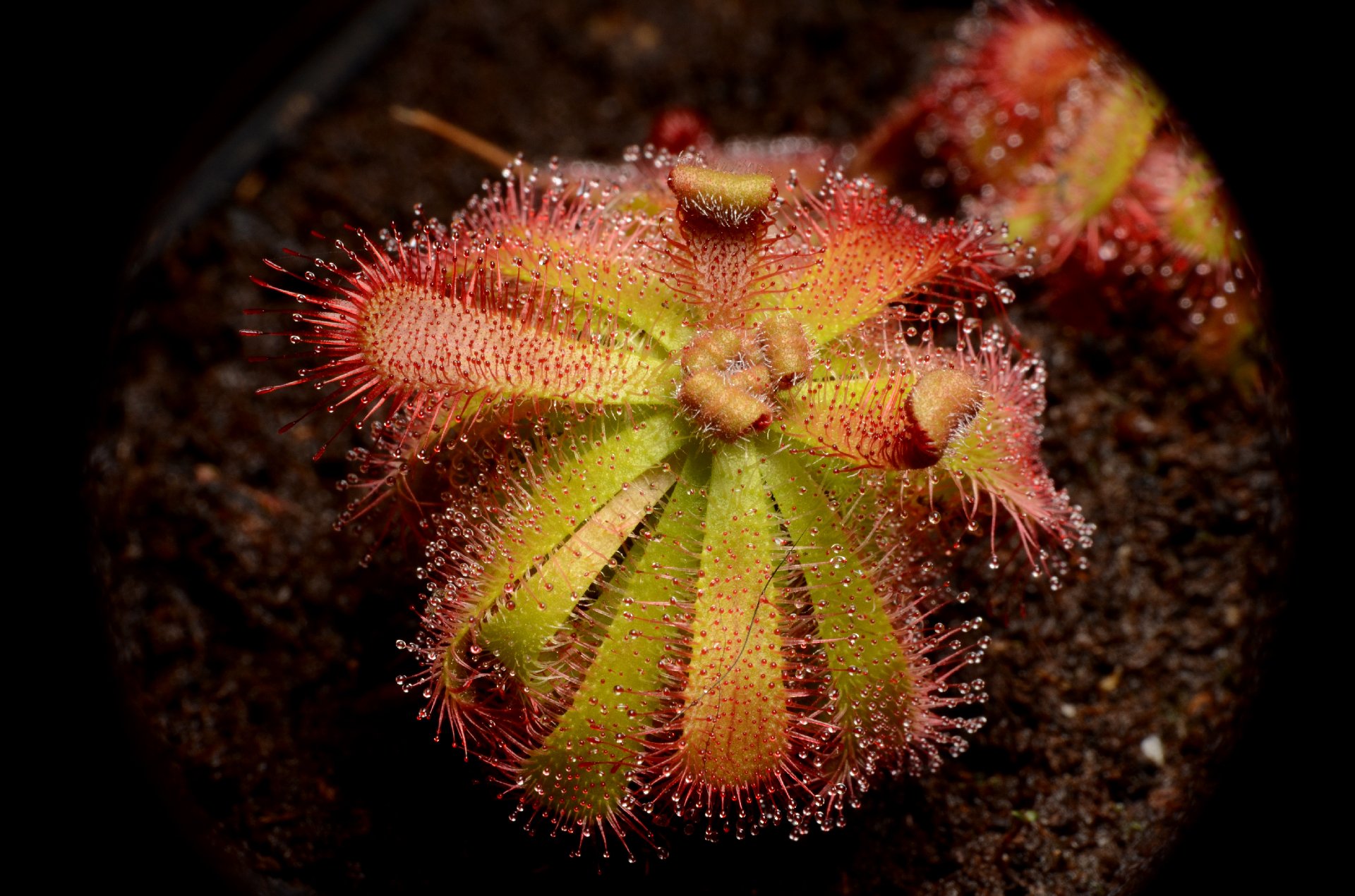 Drosera afra