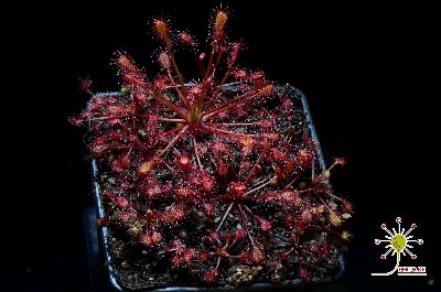 Drosera intermedia "topical form"