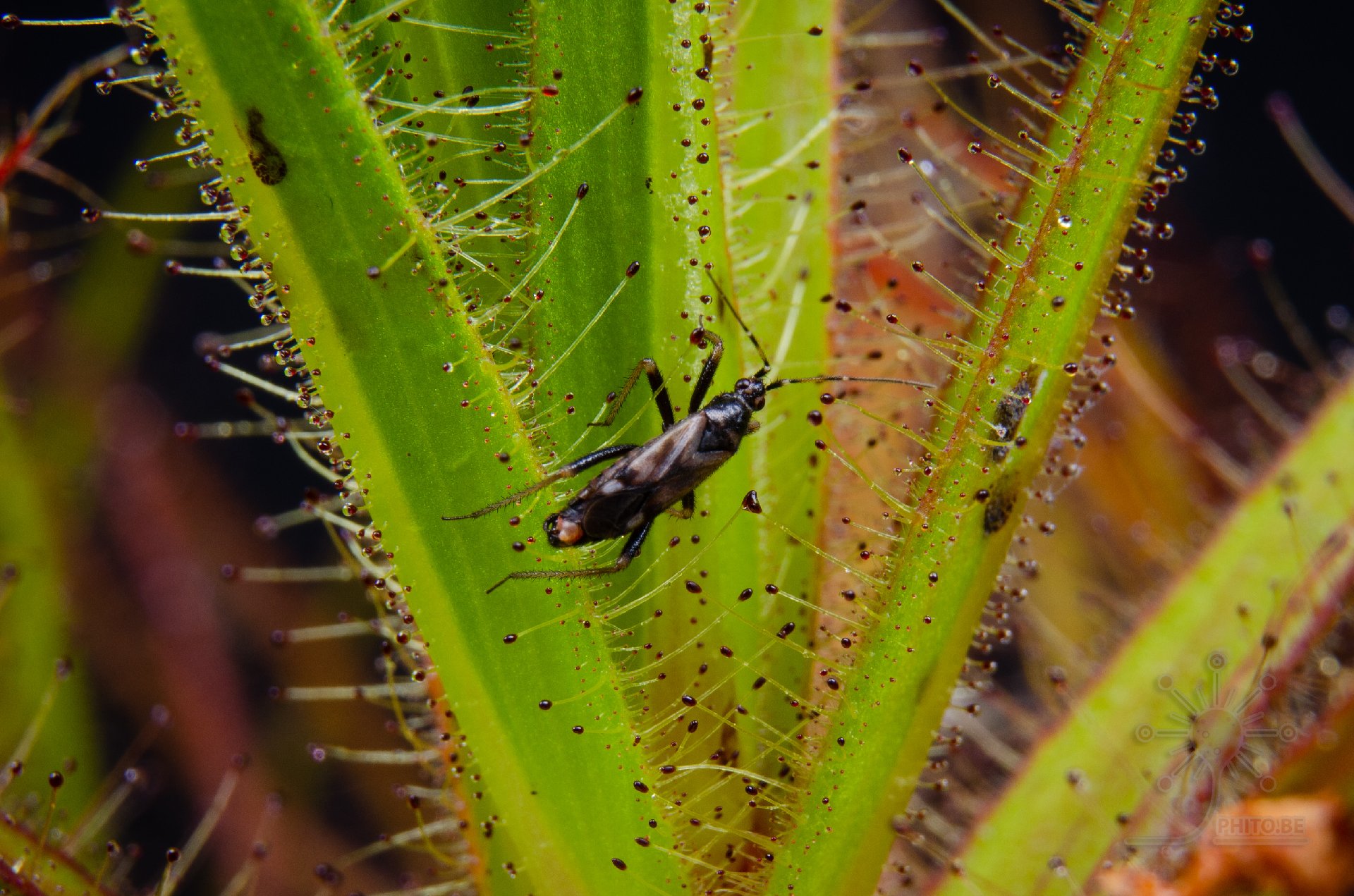 Roridula gorgonias