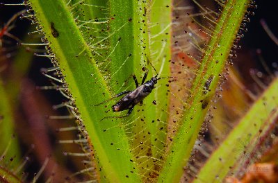Roridula gorgonias