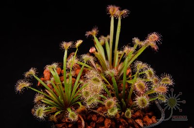 Drosera aff. dilatato-petiolaris