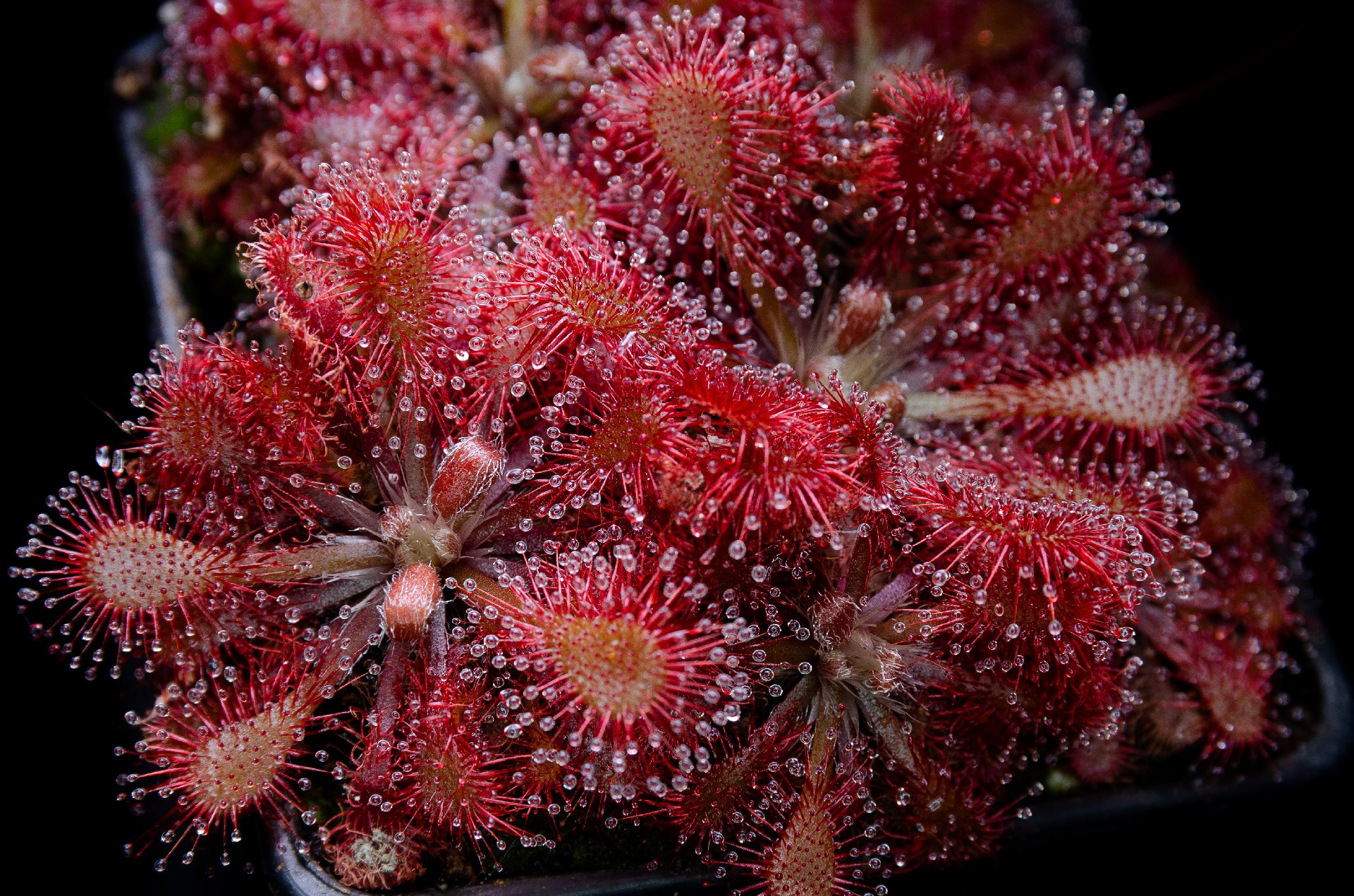 Drosera sp.