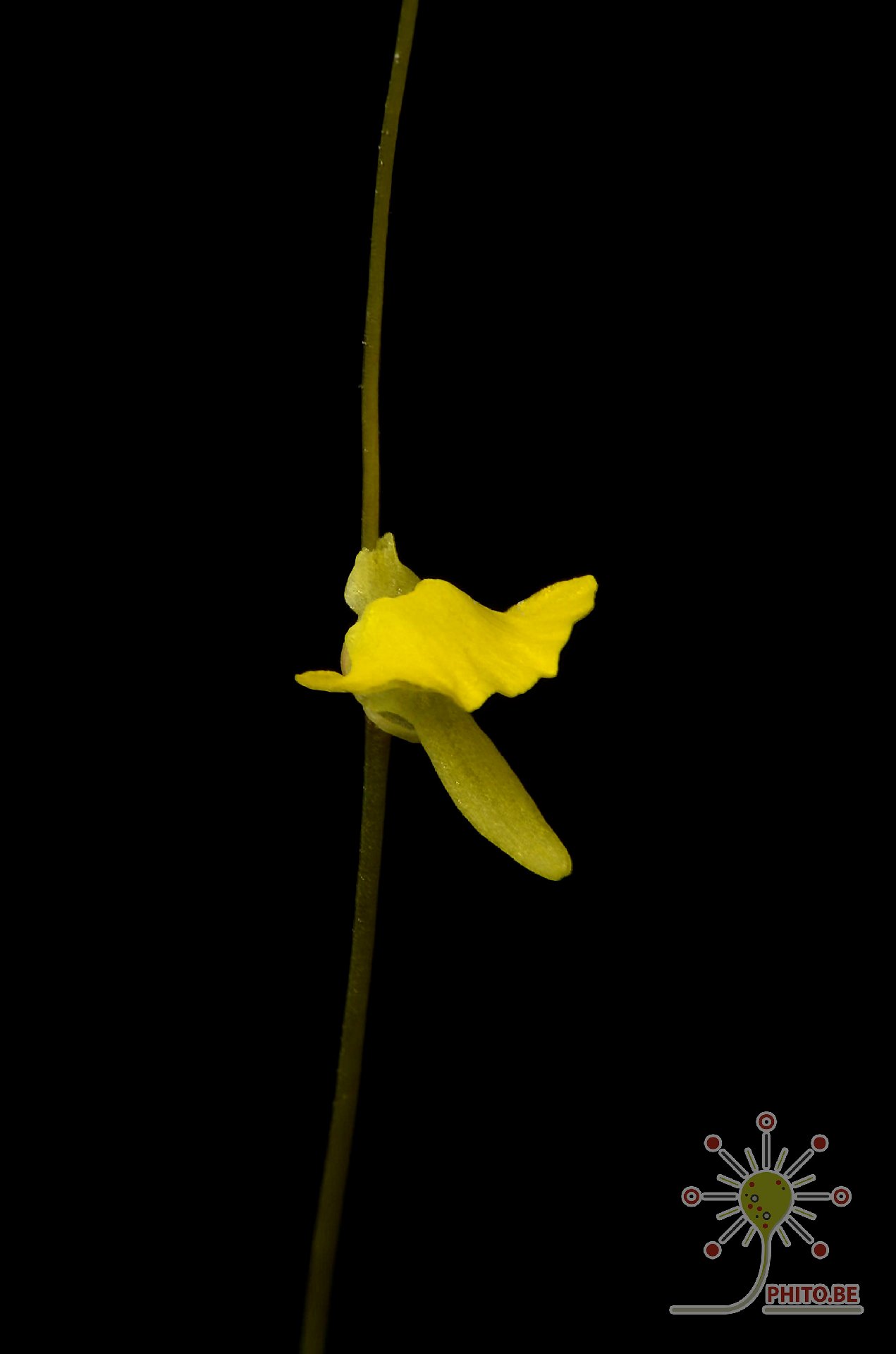 Utricularia troupinii