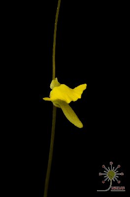 Utricularia troupinii