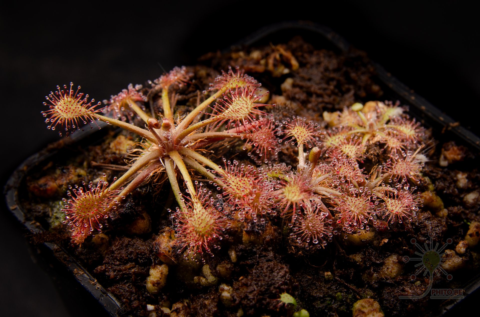 Drosera intermedia "tropical"