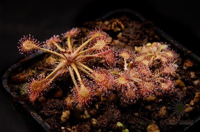 Drosera intermedia "tropical"