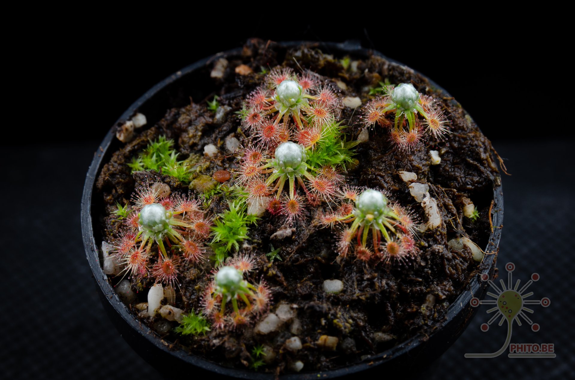 Drosera pycnoblasta