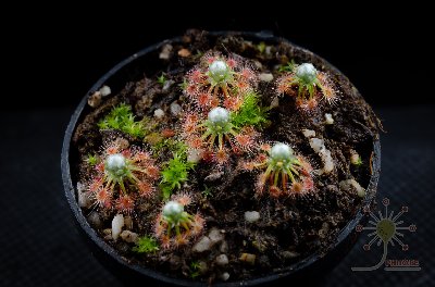 Drosera pycnoblasta