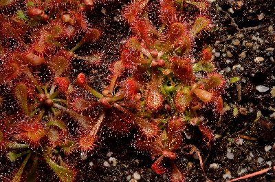 Drosera spatulata "white flower"