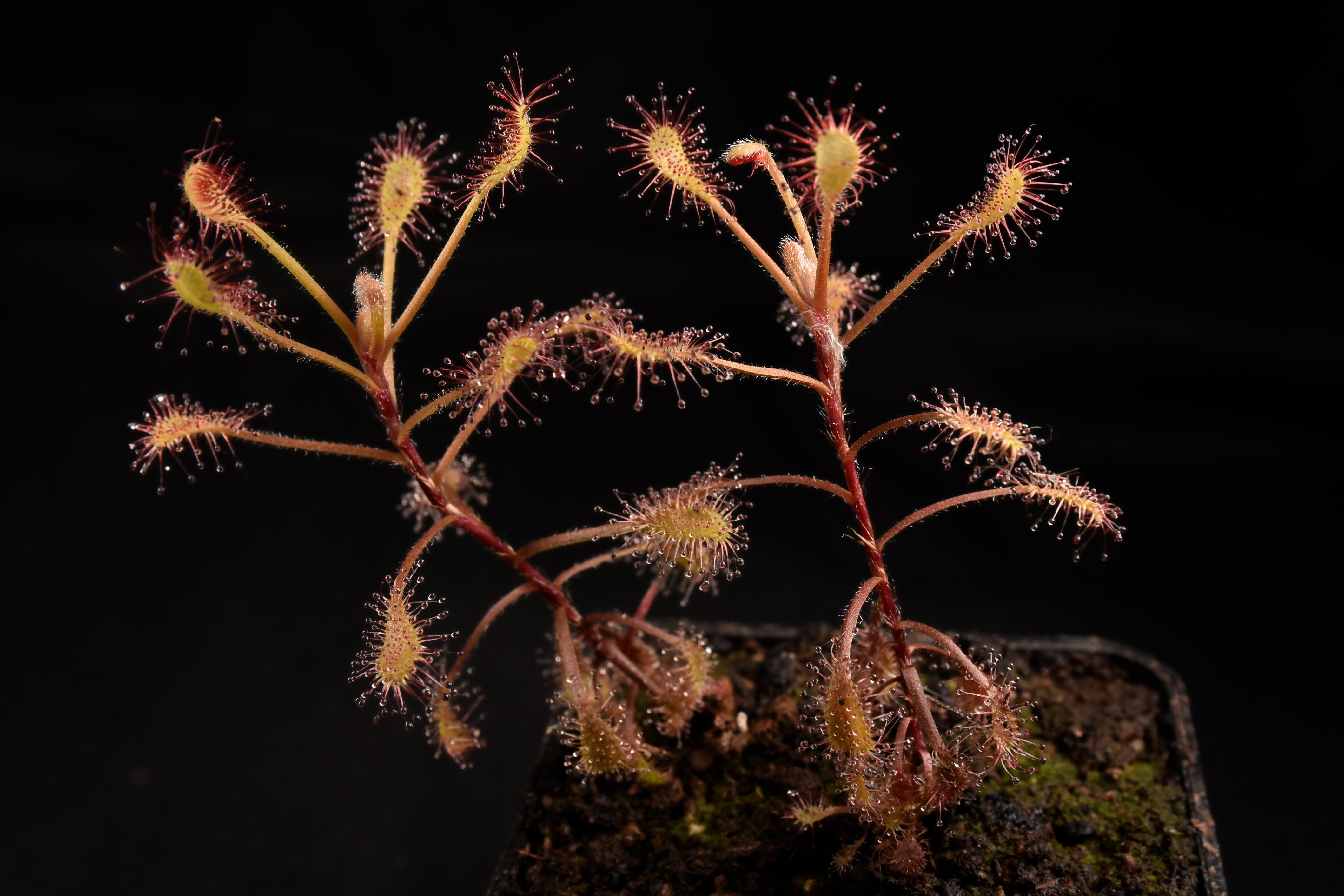 Drosera curvipes x madagascariensis