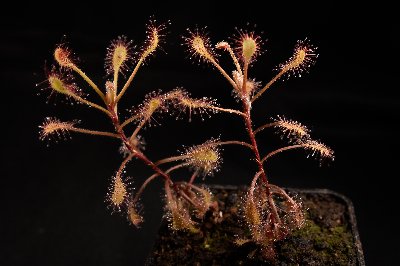 Drosera curvipes x madagascariensis
