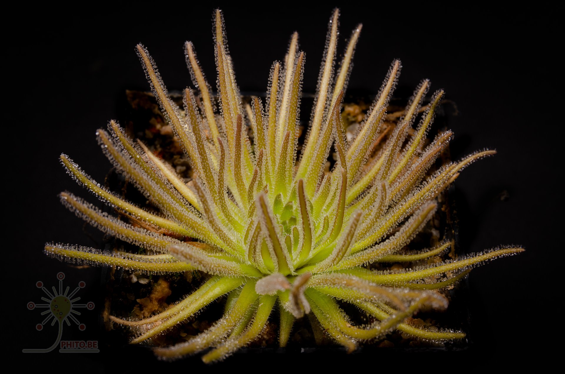 Pinguicula gypsicola
