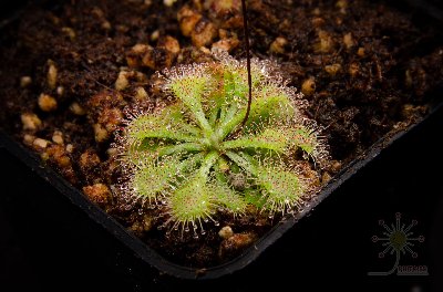 Drosera capillaris