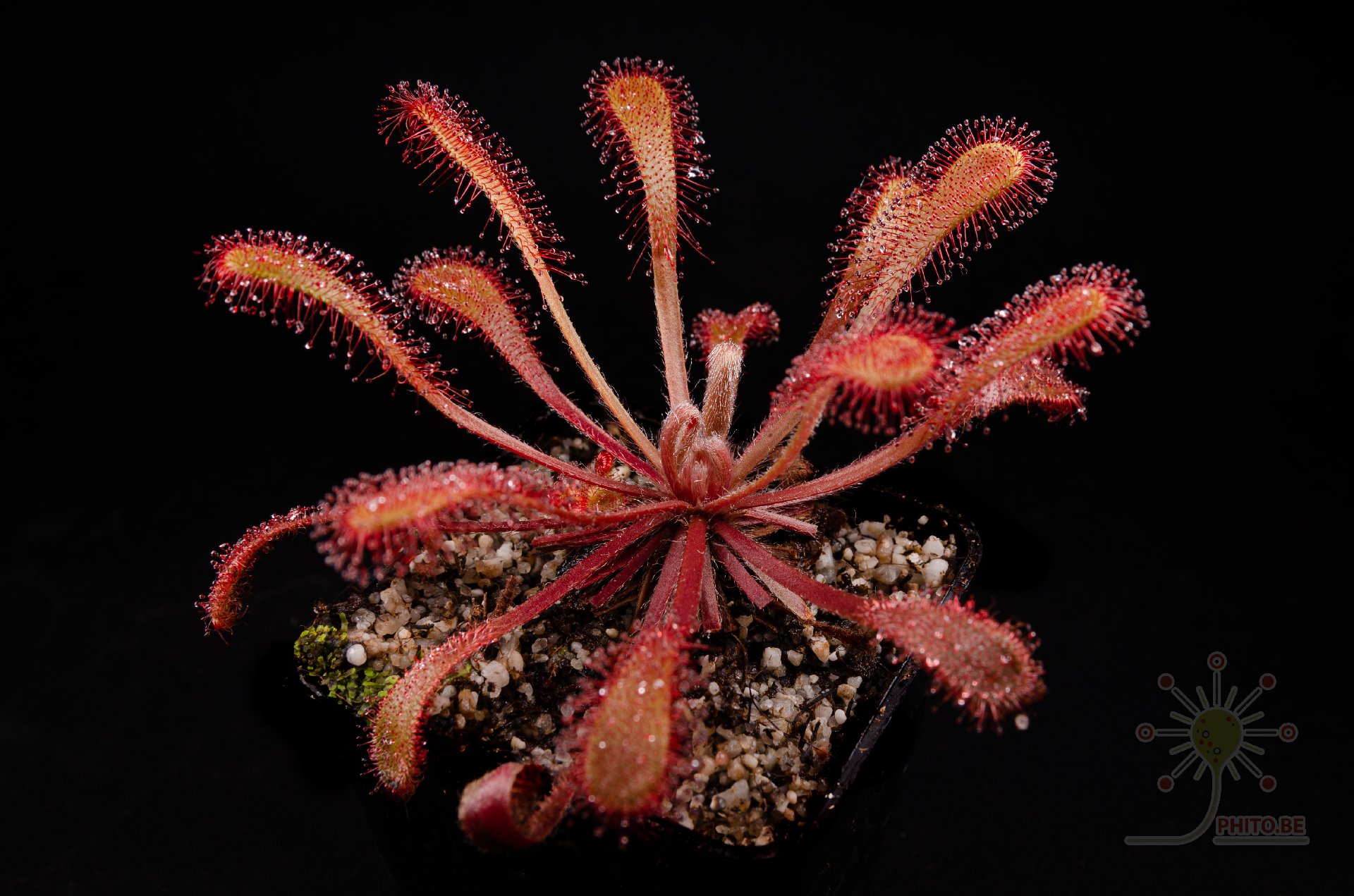 Drosera nidiformis x venusta