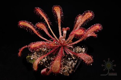 Drosera nidiformis x venusta