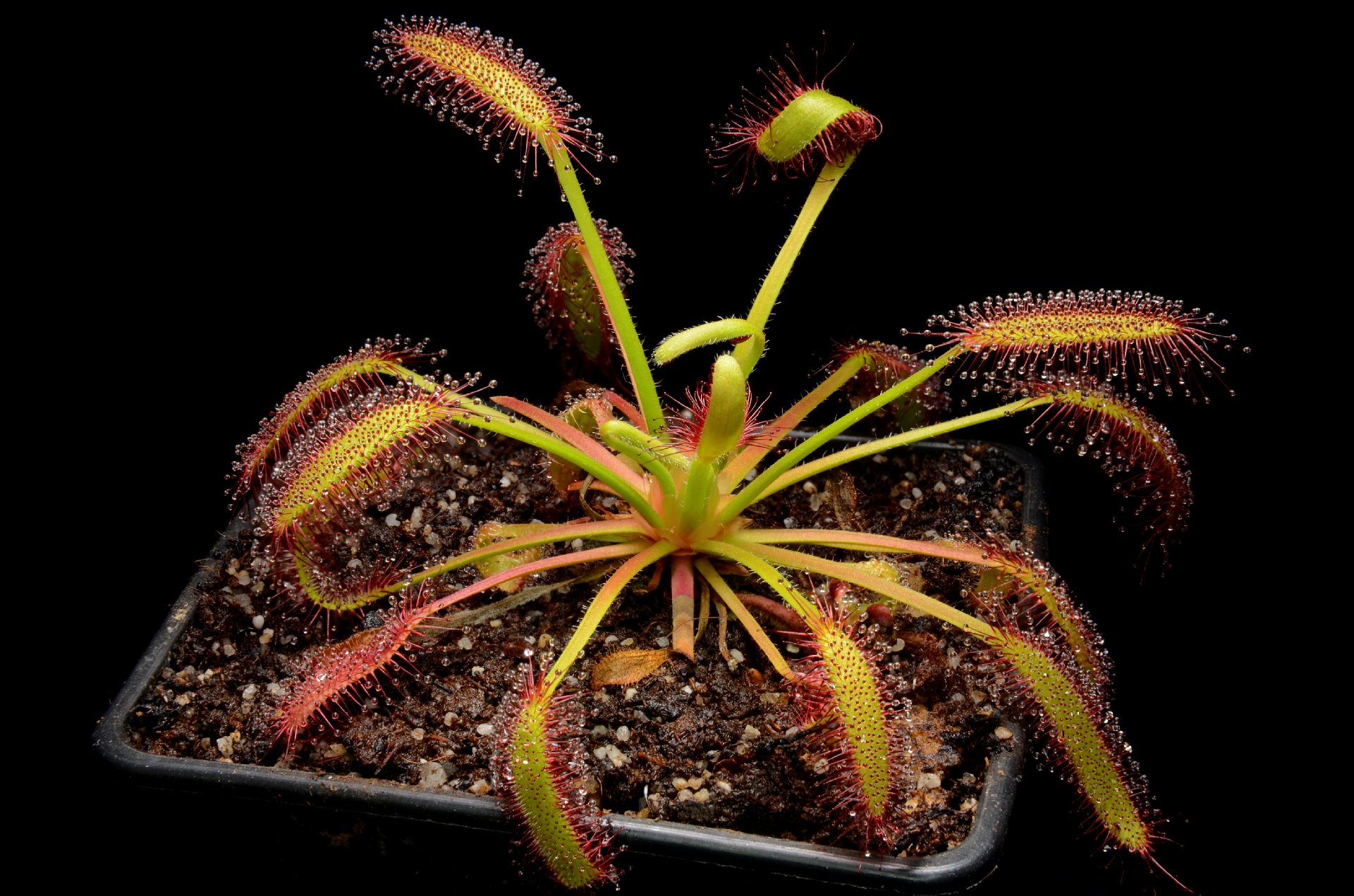 Drosera capensis "Droopy"