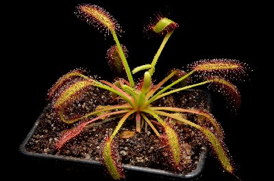 Drosera capensis "Droopy"