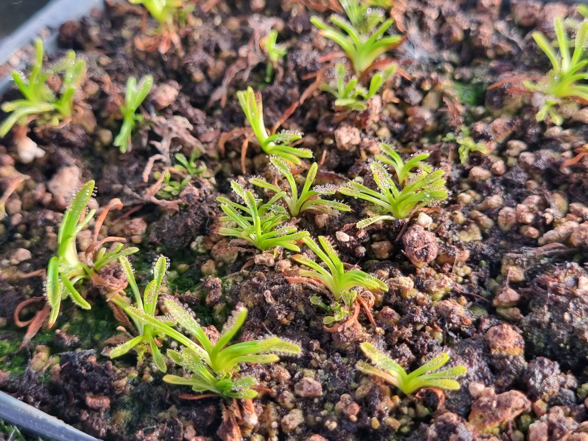 Drosera arcturi