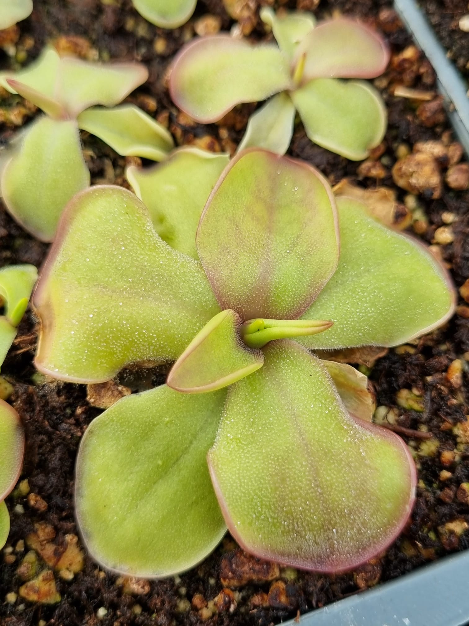 Pinguicula hemiepiphytica