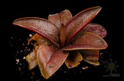 Pinguicula planifolia