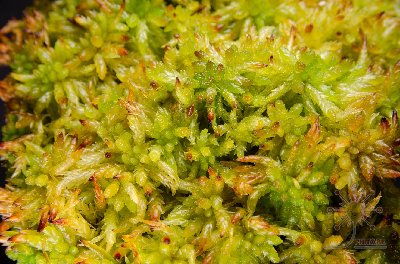 Sphagnum papillosum