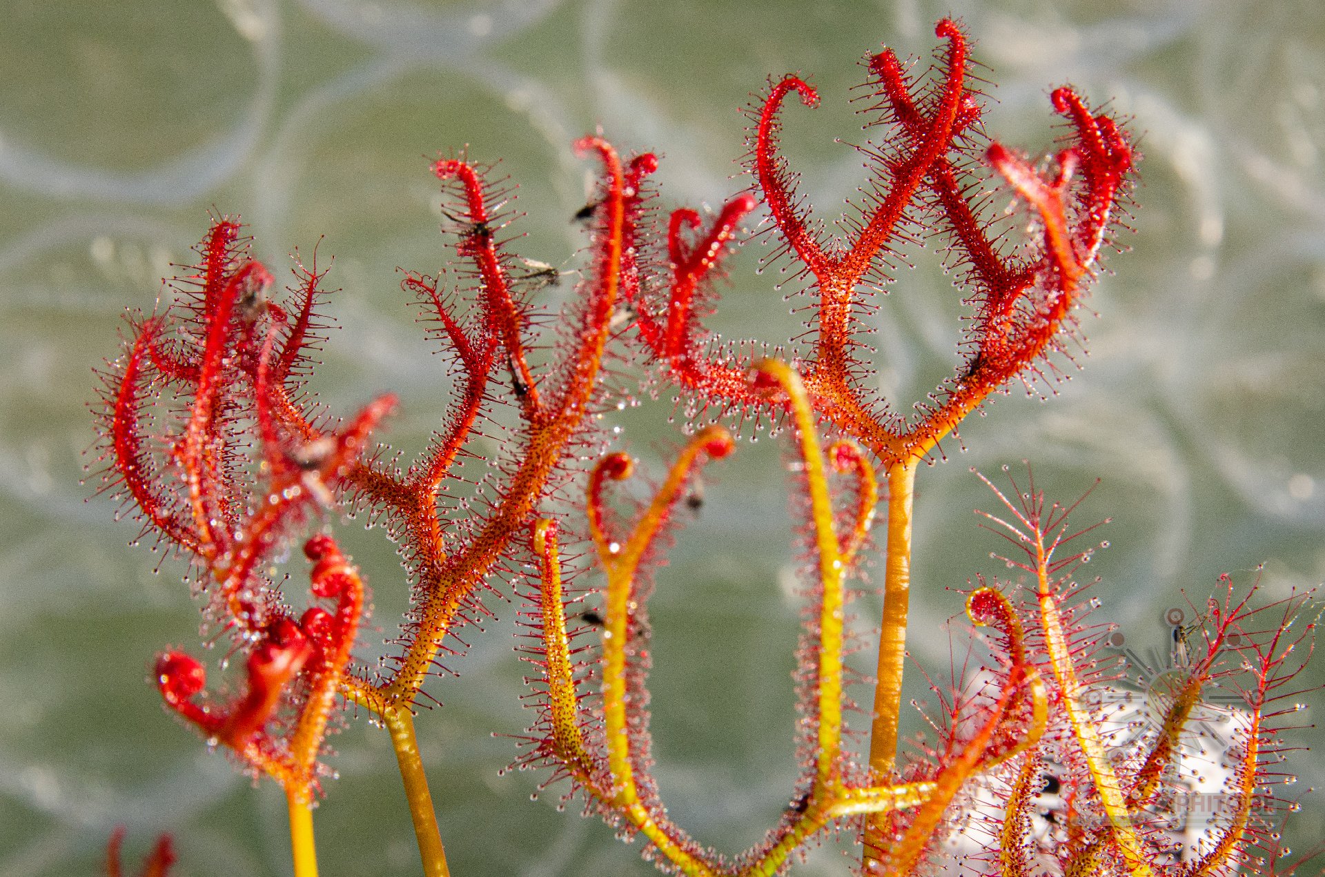Drosera binata var. multifida