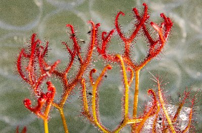 Drosera binata var. multifida