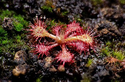 Drosera kaieteurensis