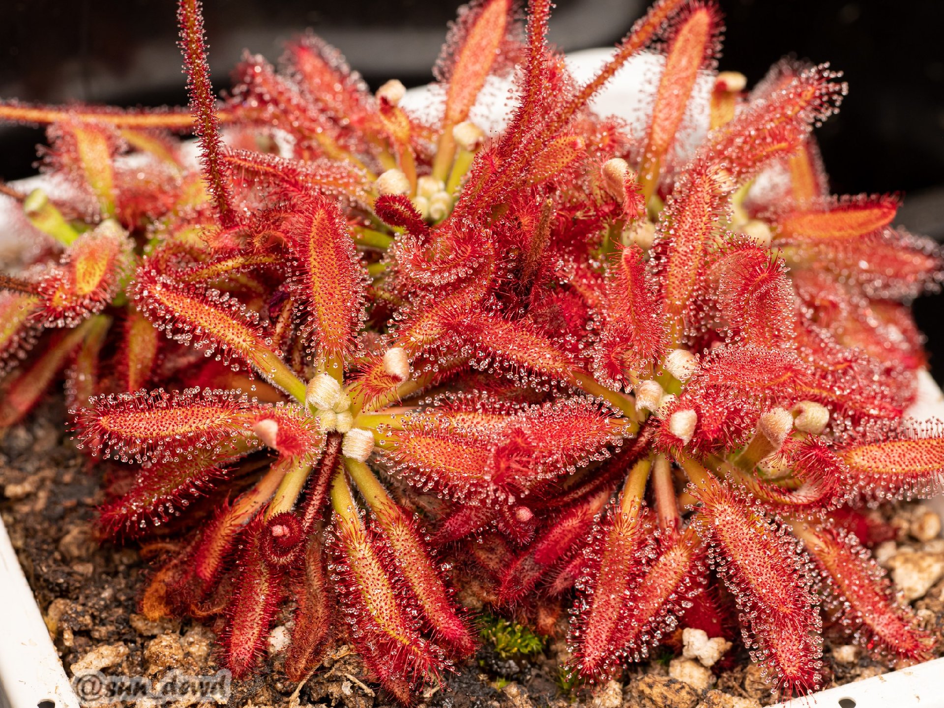 Drosera ascendens (TRUE SPECIES)