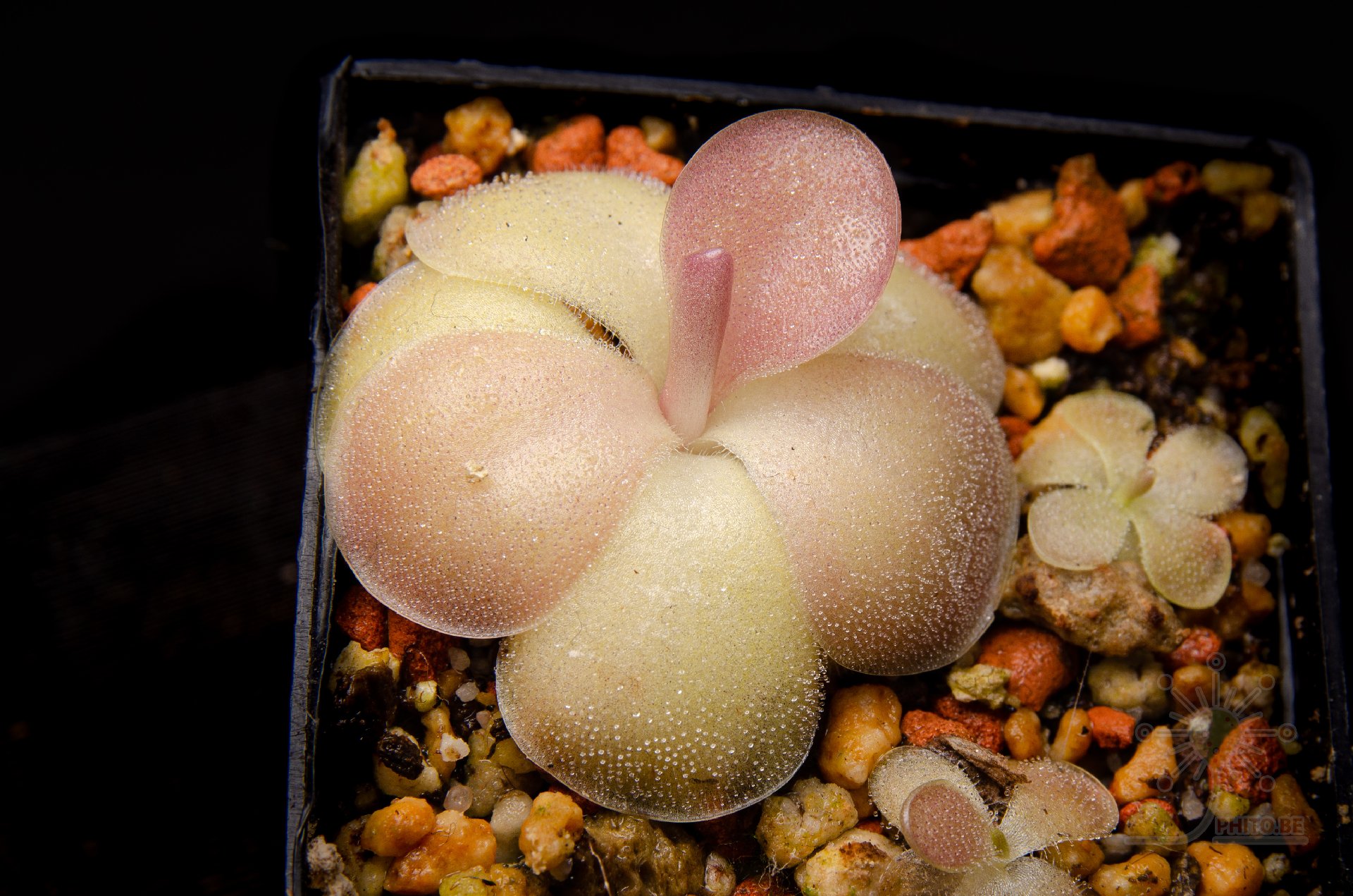 Pinguicula agnata x "Sethos"