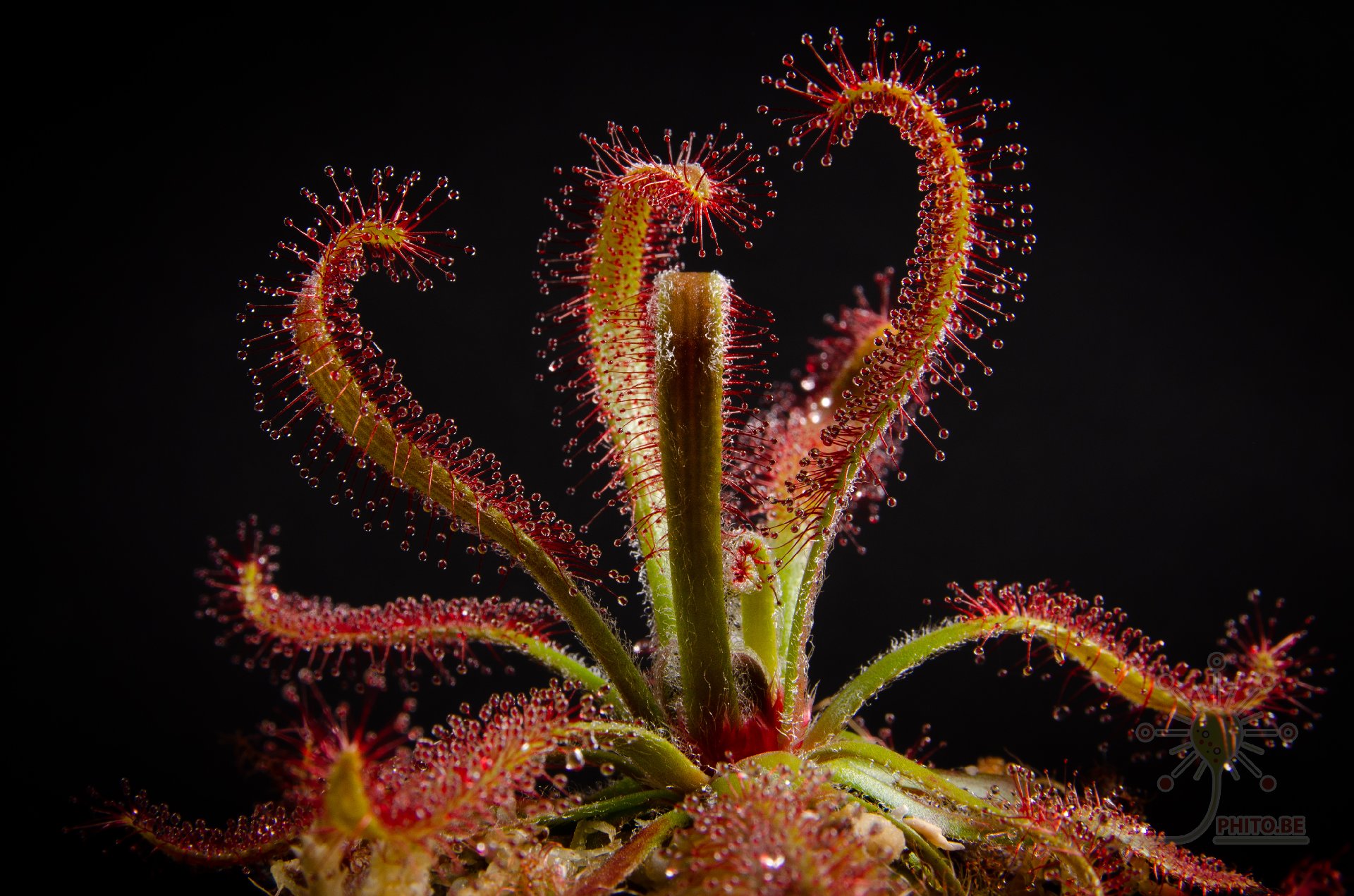 Drosera latifolia