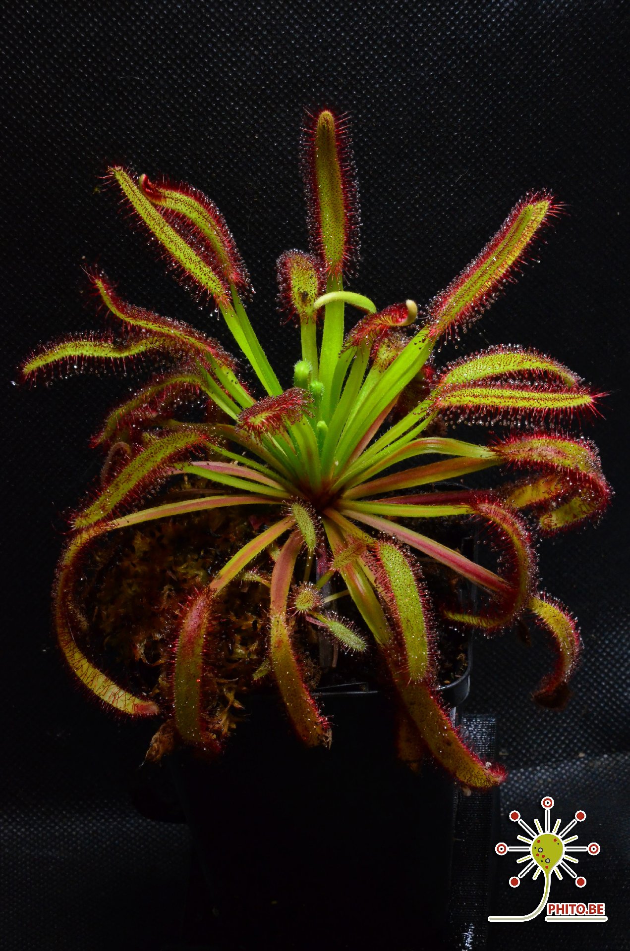 Drosera capensis