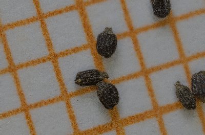 Drosera cucullata - 10+ seeds