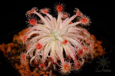 Drosera lanata