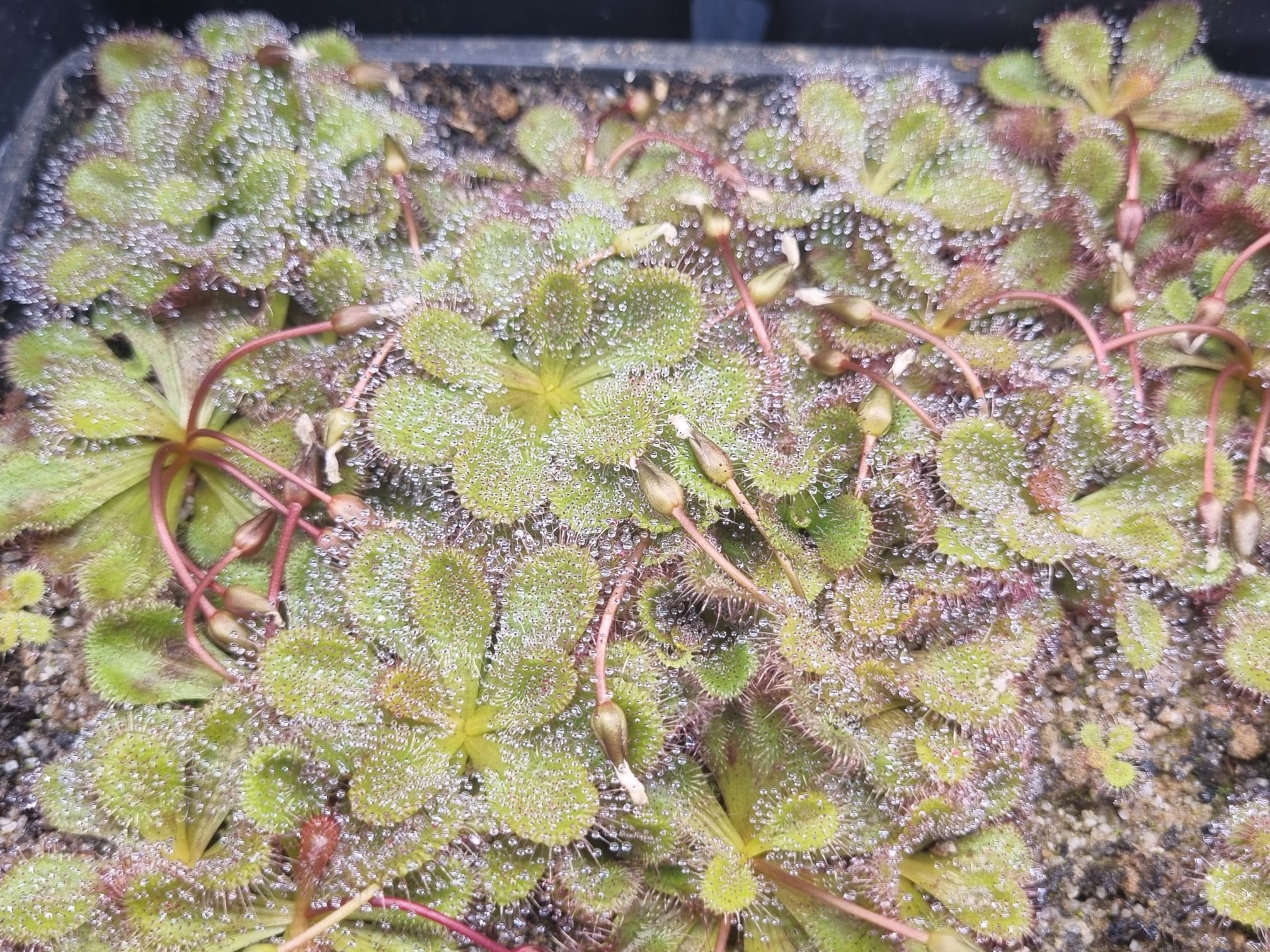 Drosera aberrans