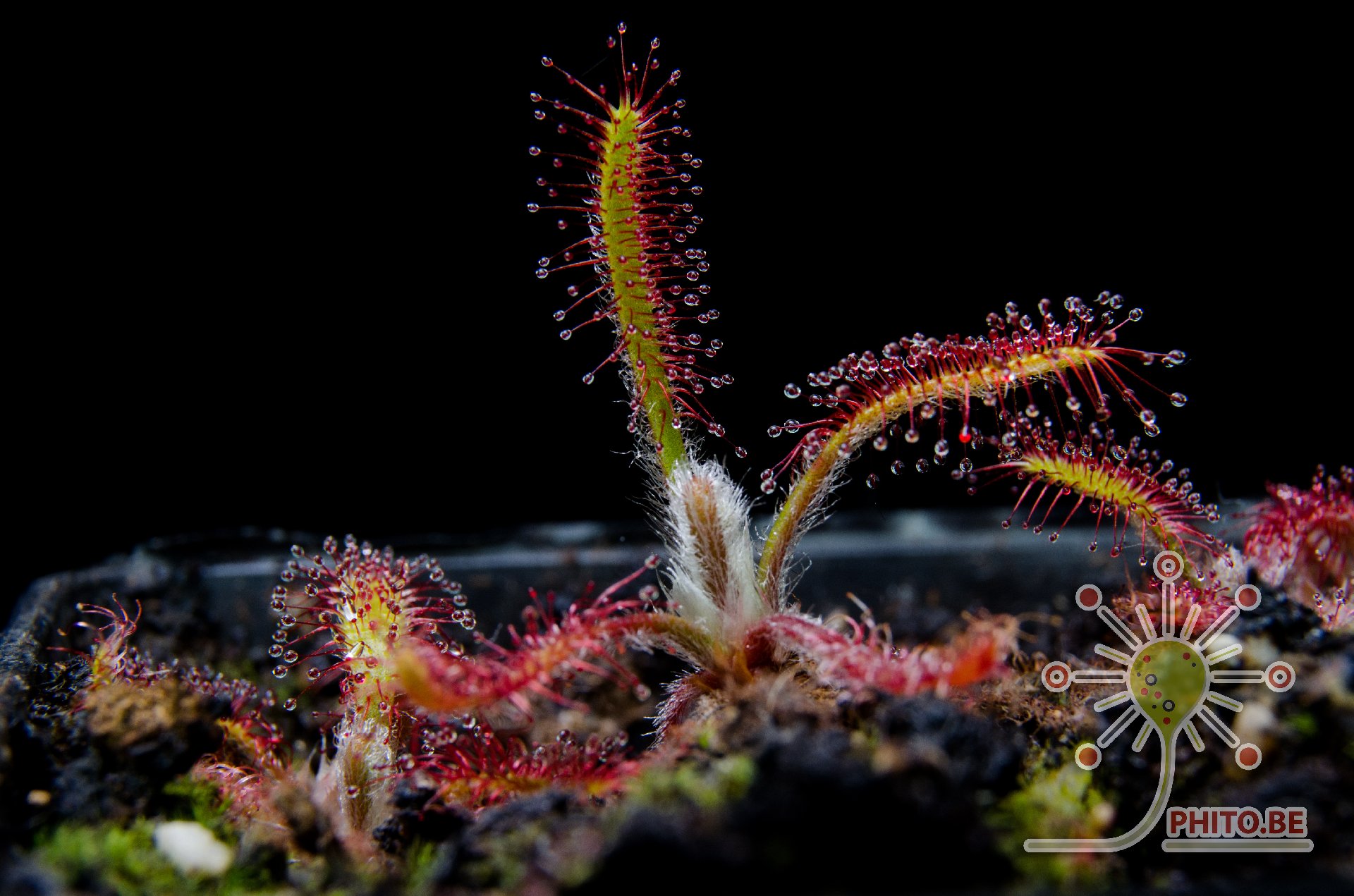 Drosera villosa