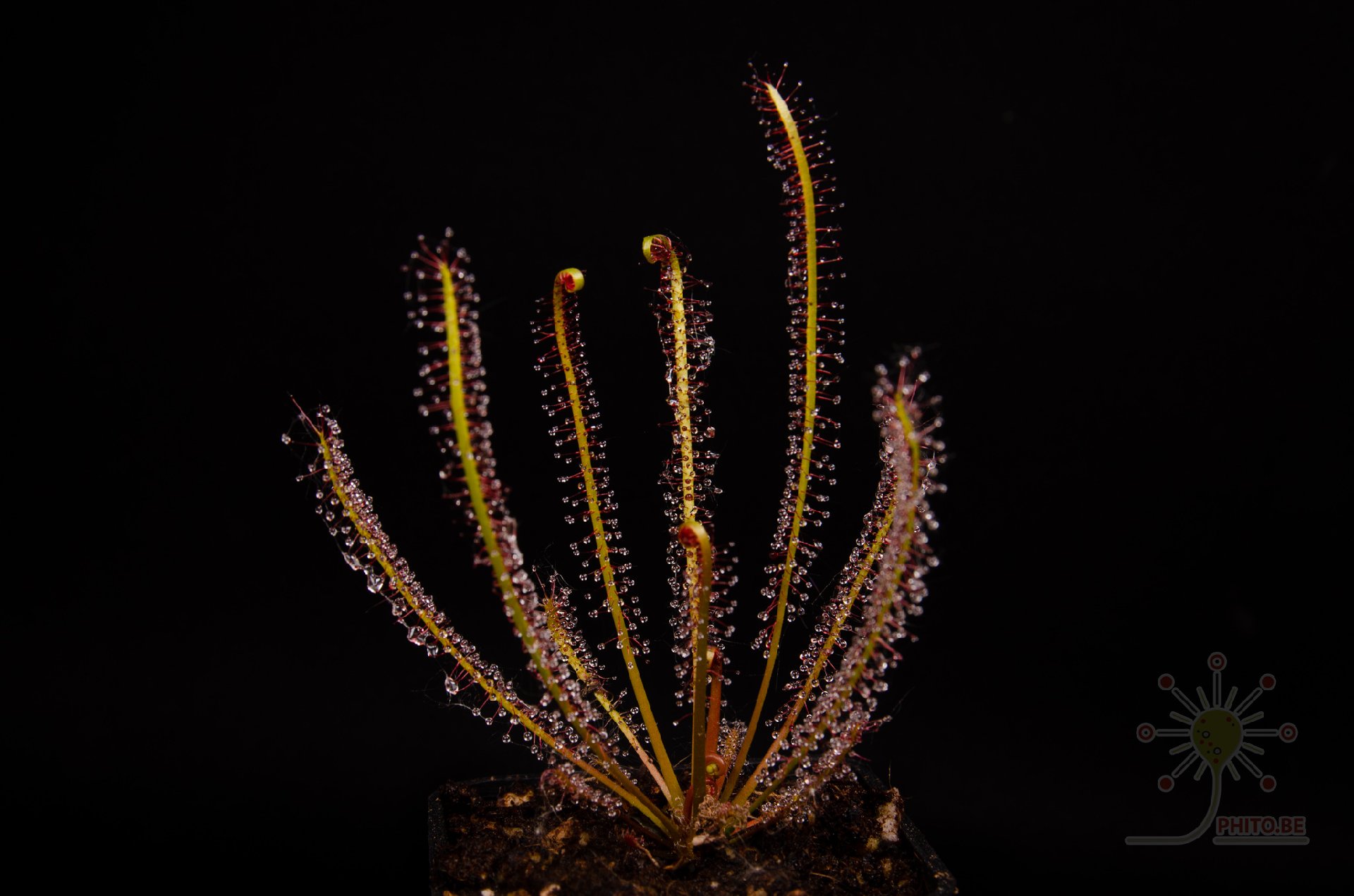 Drosera x "Hybrida"