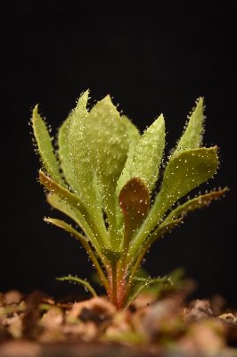 Stylidium pindanicum